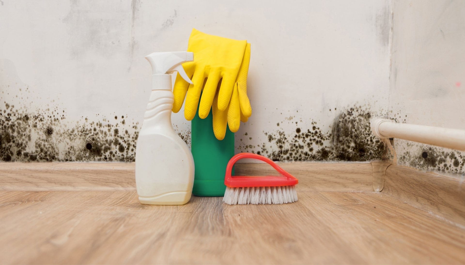 Know About Mold Removal In Affton